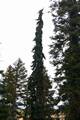 Picea pungens Koenig Albert IMG_9046 Świerk kłujący